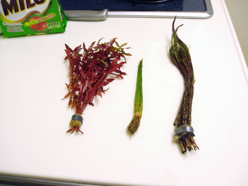 d0042049_00539.jpg