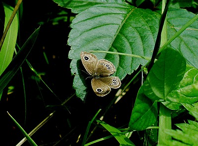 d0019074_1052171.jpg