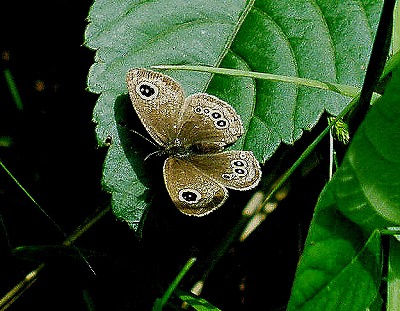 d0019074_11251418.jpg
