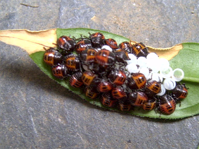 ジャスミンの葉の裏に卵からかえったばかりの虫の大群 昆虫ブログ むし探検広場