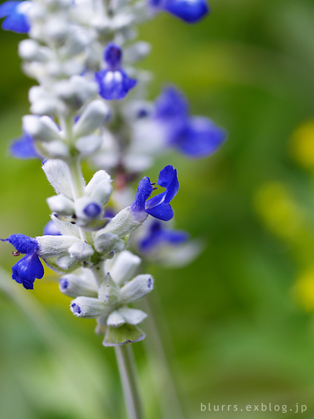 Salvia Blue_d0024721_19374683.jpg