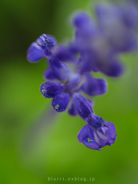 Salvia Blue_d0024721_19375683.jpg