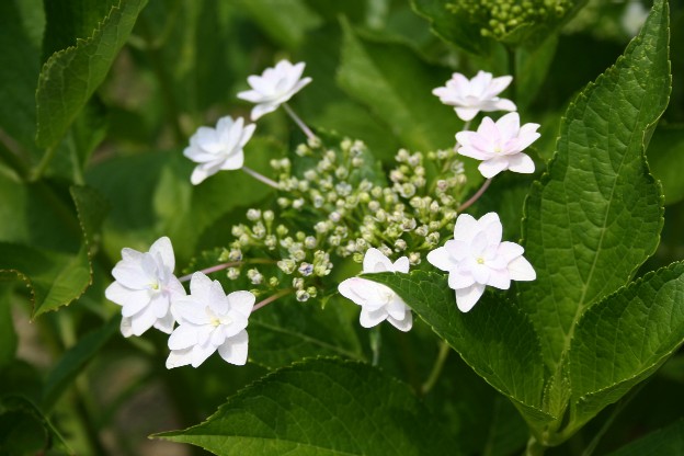 アジサイ　あじさい　紫陽花　（箱崎宮神苑花庭園）_d0055235_2365052.jpg