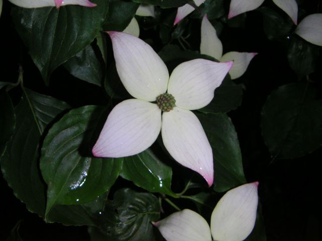 仙台便り 3 (雨に咲く花)_c0025115_2303449.jpg