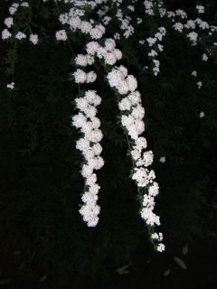 仙台便り 5 (ユネスコ)_c0025115_8224125.jpg