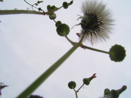 海岸の花々_c0066942_1222251.jpg