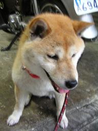 これからの散歩は。。。_c0049950_21243853.jpg