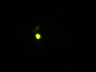 c0059854_1514508.gif