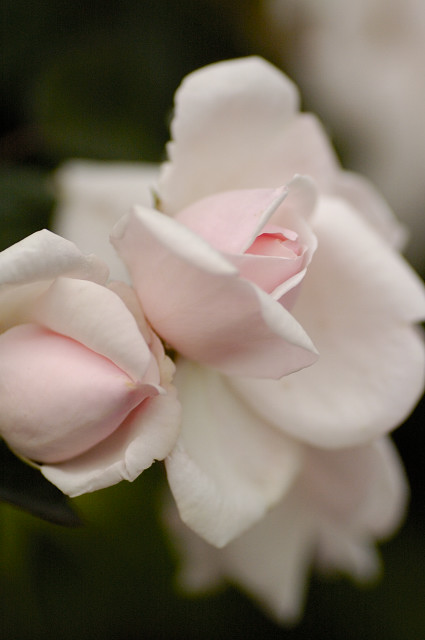 d0012963_13171920.jpg