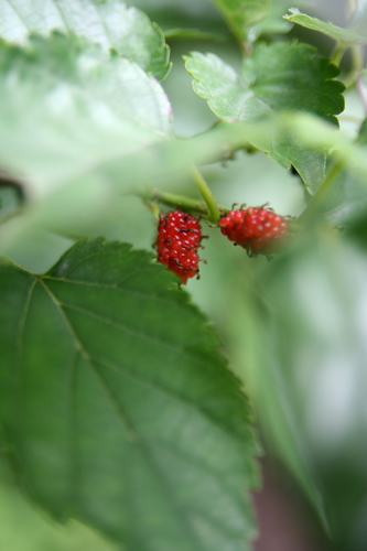 広町の森、ヤマグワの道。_b0022268_208195.jpg