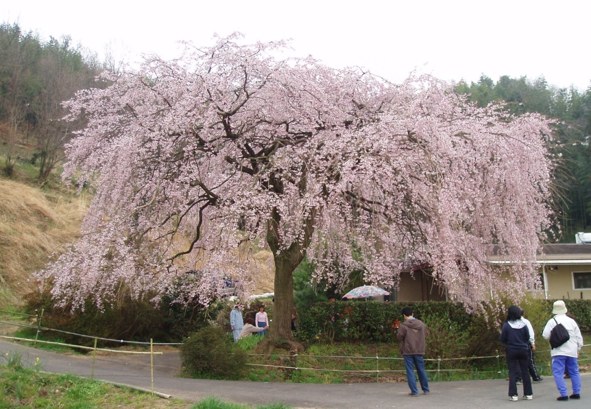 枝垂れ桜_d0019226_9133347.jpg