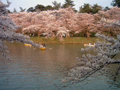 弘前城　桜まつり_c0060927_16361620.jpg