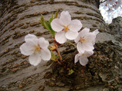 弘前城　桜まつり_c0060927_16372443.jpg