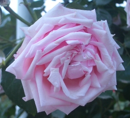 c0052563_01177.jpg