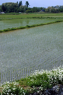 「松本・安曇野」紀行（８０）_d0041671_21104549.jpg