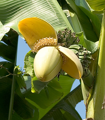 田んぼ、バナナの花その後_c0002682_20433662.jpg