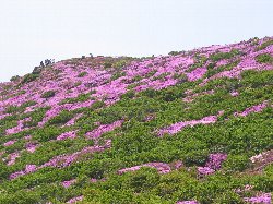 平治岳（1643）のミヤマキリシマ_b0063438_14325716.jpg