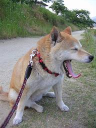 いきなり真夏!_c0049950_20403474.jpg