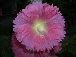 c0041319_90923.jpg