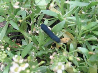 まだまだ続く虫のお客さま 畑ガーデン