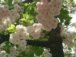 ご近所の桜たち_b0063221_1155299.jpg