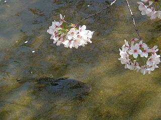 ご近所の桜たち_b0063221_1165624.jpg