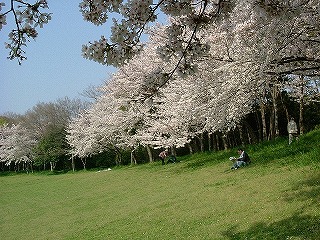 ご近所の桜たち_b0063221_1172550.jpg