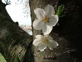 ご近所の桜たち_b0063221_118176.jpg