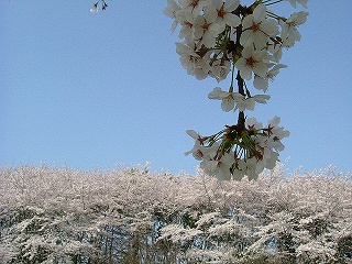 ご近所の桜たち_b0063221_1184281.jpg