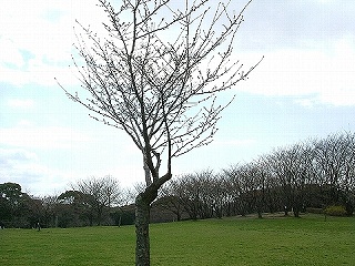 ご近所の桜たち_b0063221_1205314.jpg