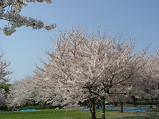 ご近所の桜たち_b0063221_1212124.jpg