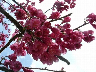 ご近所の桜たち_b0063221_1214547.jpg