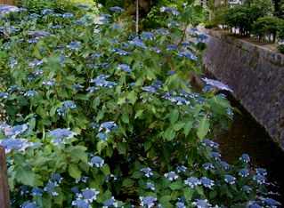 ちょっと寄り道～銀閣寺道から哲学の径へ_d0020159_8392663.jpg