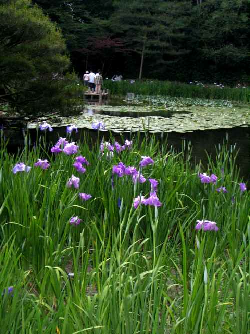 【平安神宮の土砂降り】_c0042960_233418100.jpg