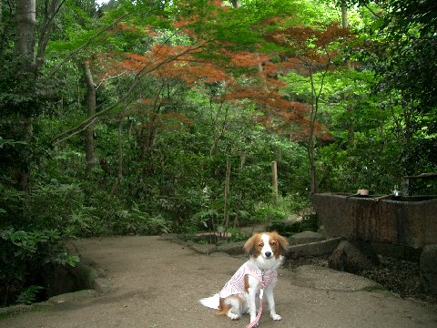c0065512_20511036.jpg