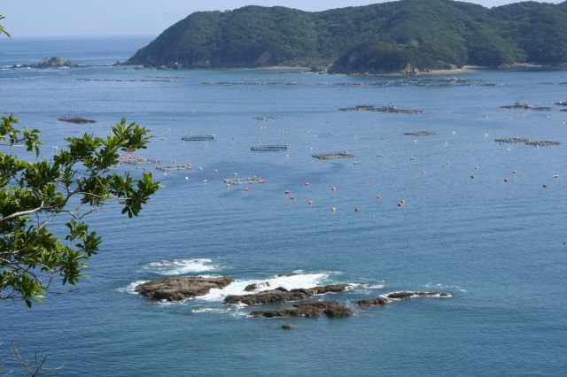 にんにくの花？　　今日の海_c0044297_20423516.jpg