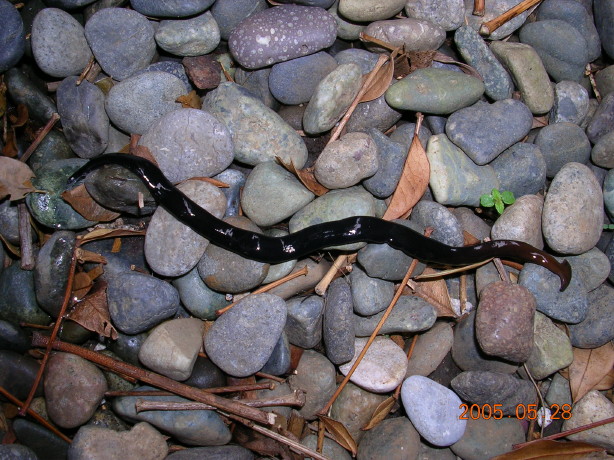 謎の生物?_c0025115_2027930.jpg