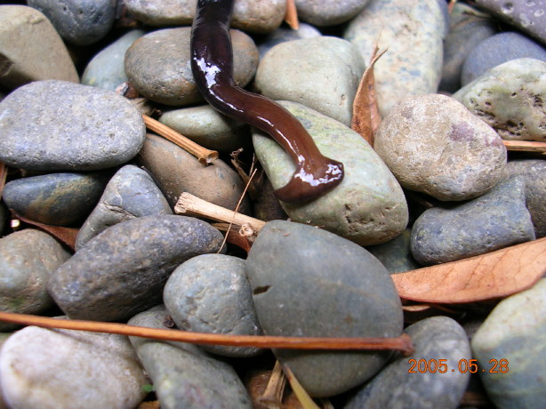 謎の生物?_c0025115_20311085.jpg