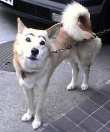 まゆげ犬に遭遇したよ らむねコラム まゆげ犬に遭遇したよ らむねコラム