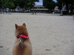 こんなにハゲてしもて。。。_c0049950_20343842.jpg