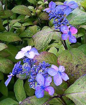 多摩川台公園の紫陽花_c0001405_12295881.jpg