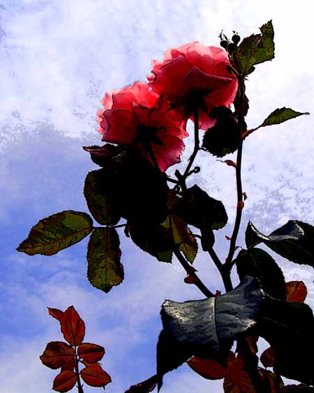 a0023315_2233216.jpg