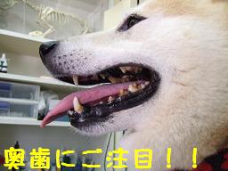 べジタルチュウ大好評!_b0059154_23531120.jpg