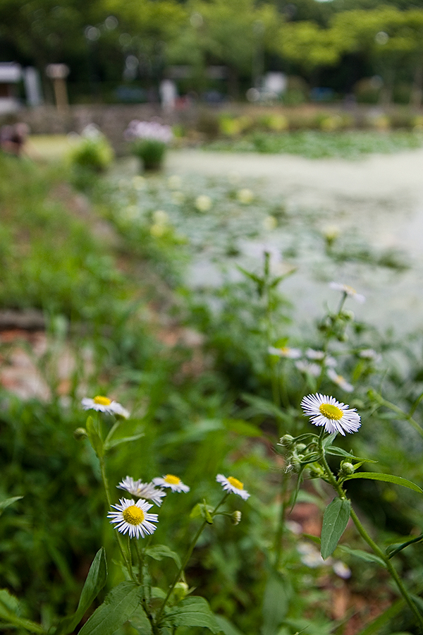 菖蒲・蓮_c0017665_2026345.jpg