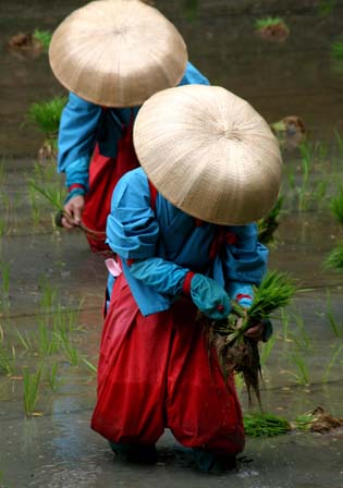 京都・伏見稲荷大社の「田植祭」_c0036080_1971591.jpg