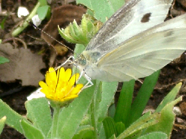 蝶の朝食_d0040708_22411611.jpg