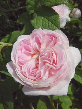 d0050399_554473.jpg