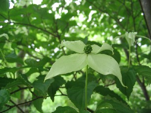 箱根湿生花園で・・1_b0035707_916717.jpg