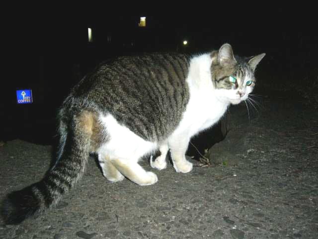 梅雨の晴れ間のおんも猫_b0041307_239675.jpg