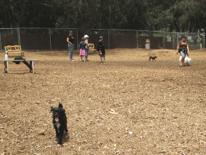 b0035453_1414697.gif